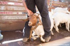 
                    
                        Goat Freed From Wooden Collar Surprises Rescuers With Sweetest Delivery
                    
                