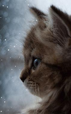 1366x768 Wallpaper kitten, face, window fluffy