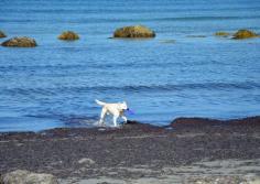 
                    
                        5 New England Places Dogs Love: These New England Destinations Will Make Your Dog Drool
                    
                