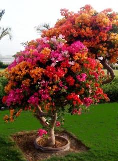 Bougainvillea tree! Flowers Garden Love.....this give me an idea