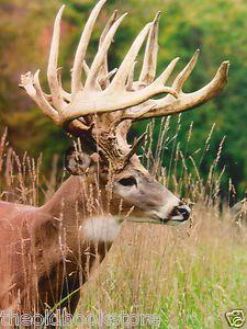 Monster Whitetail Deer Pictures. How do bucks like this even hold their heads up!?! My dream buck!!!