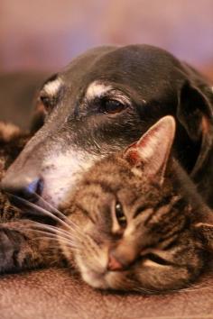 Old dog and cat #Baby Dogs| http://sweetbabydogs810.blogspot.com