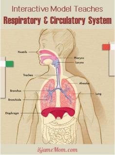 The Respiratory system gets oxygen into the Circulatory system that takes the Oxygen, through the blood stream, to other parts of the body.