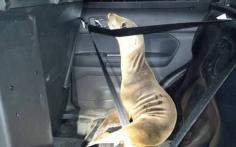 
                    
                        Sea Lion Pup Hitches a Ride in Sheriff’s Cruiser
                    
                