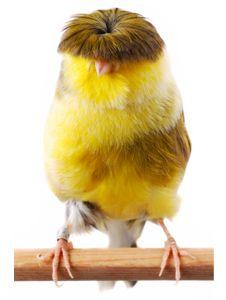 Gloster canary bird   look... he has a tupe!