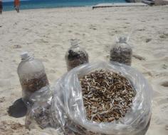 
                    
                        14.000 cigarettes' butts were collected from the sand in Playa del Carmen, Mexico. Please don't use the beach as an ashtray.
                    
                