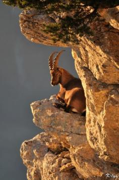 
                    
                        Goat on a ledge
                    
                