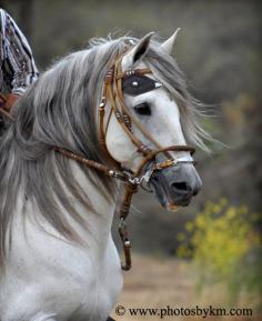peruvian paso~ Now that is a beautiful animal.