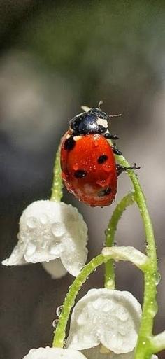 lily of th valley lady bug. Spectacular.  -e.  pp:  2002Material: LadyBug