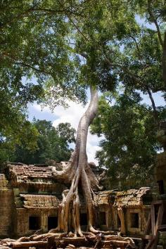 Ta Prohm, Angkor Wat. Was here in 2008. Trees and old architecture became my obsession. My friend's and I thought it would be mega funny to film a re-make of TOMB RAIDERS!