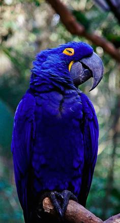 Beautiful blue macaw • photo; annette.beatriz on Flickr - Hyacinth Macaw actually, thanks Annette.