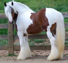 Gypsy Vanner Horses. They're the most beautiful horses on the face of the planet.