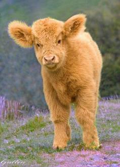 beautiful baby cow