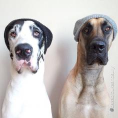 great danes wearing beanies