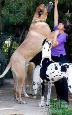 
                    
                        Almost get it #Great #Dane
                    
                