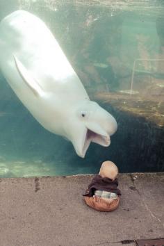 baby beluga in the deep blue sea, swim so wild, swim so free