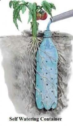 
                    
                        Underground Self Watering Recycled Bottle System - Potted Vegetable Garden Lif...
                    
                