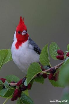 P type of cardinal, #bird of paradise