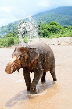 Elephant Nature Park, Thailand