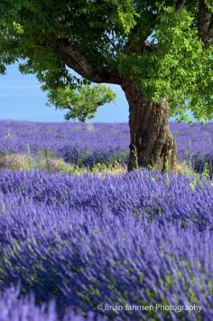 
                    
                        Lone tree in field of lavender along the Valensole Plateau, Provence France. © Brian Jannsen Photography
                    
                