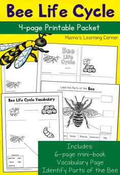 
                    
                        Bee Life Cycle Worksheets - includes a mini-book, label the parts of the bee, and vocabulary work
                    
                