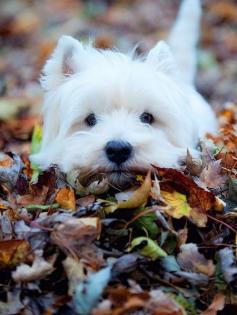 Westie playing in autumn leaves