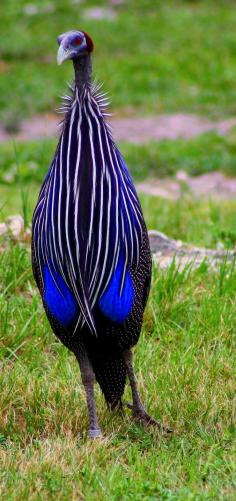 Vulturine Guinea fowl. Beautiful pattern, gorgeous cobalt blue