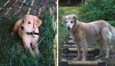 
                    
                        21 Touching First And Last Photos Of Pets Who Lived A Life Well-Loved
                    
                