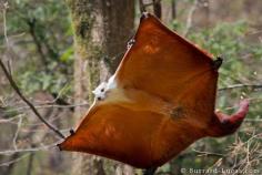 
                    
                        Giant Flying Squirrel by Will Burrard-Lucas
                    
                