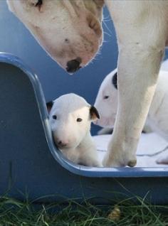 Bull Terriers 
                                        