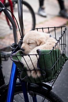 Nap time after a long ride...