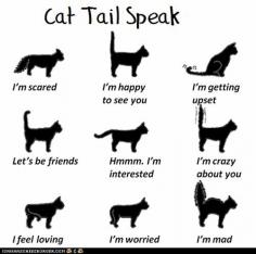 Tail speak, cat communication... very important stuff to know!