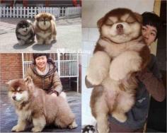 
                    
                        This dog is the impossibly perfect mix of the chow chow and the Siberian husky.
                    
                