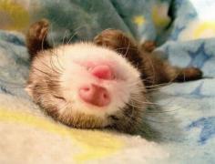 Cutest baby ferret pic ever! I'll hug him and squeeze him and pet him and name him George.