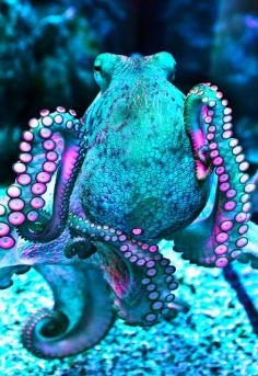 
                    
                        An octopus with truly awesome colour sense! LOVE the colourway.
                    
                