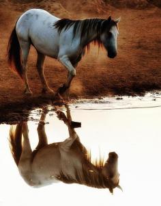 ...'Mirror mirror in the pond...    who's the fairest horsey bond?'