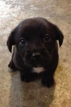 I just want to hug him!!!! And possibly take him home.  What a sweet little puppy face.