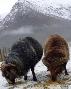 Rams in snow  | "Our two rams of the "Old Norwegian Spael" breed. This breed has been here since the Viking age."  ©  Knut P. Bøyum