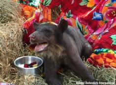 
                    
                        After Decades Of Abuse, Balding Bear Gets Happy Rescue
                    
                