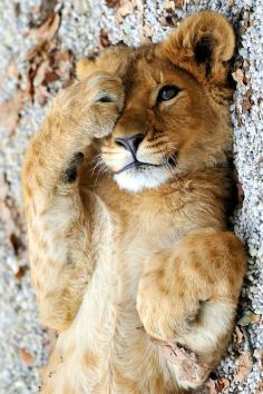 Peekaboo! Lion cub.