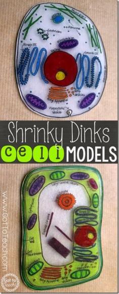 
                    
                        Shrink Dink Cell Model Science Project - This is such a fun, hands on science kids activity! Includes free printable cell template.
                    
                