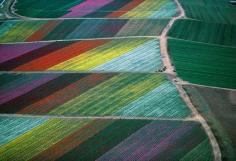 
                    
                        Flower Fields in Carlsbad, California by Alex Maclean
                    
                