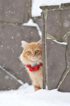 Winter snow cat