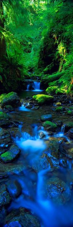 
                    
                        Olympic National Park, Washington, USA
                    
                