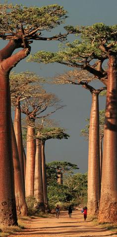 Beautiful Places – Baobab Alley, Madagascar