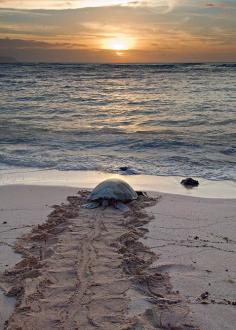 Sea turtle #beach #turtle