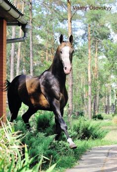 
                    
                        gorgeous horse, gorgeous photo
                    
                