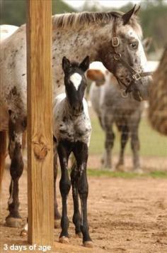 
                    
                        Mare and Foal Appy indian horse Appaloosa horse equine native american pony leopard blanket spotted snow cap
                    
                