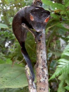 
                    
                        Uroplatus phantasticus! - I'm pretty sure any potential enemies would die on sight over this!
                    
                