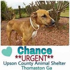 
                    
                        Thomaston GA - Shelter Animals Need People - Please Support Your Shelter Animals Any Way You Can - Volunteer with Rescue and Start a Fostering Group to Save and Help to Adoptions ♥ Thaston Ga. ~ Meet Chance, he was DUMPED by his owner, Chance is great with other dogs, he is in need of a adopter or immediate rescue. www.adoptapet.com... You do not have to live in Ga to save. Transports can often be arranged!..
                    
                